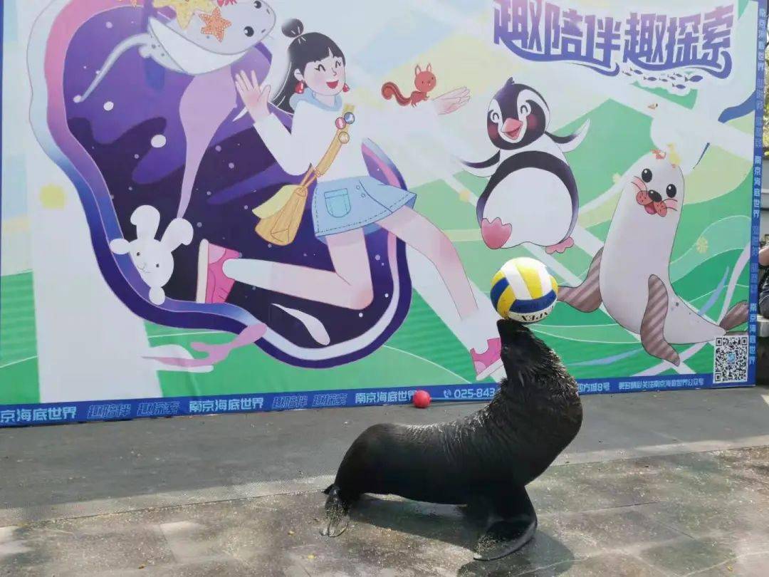 企鹅,海狮