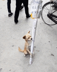 爆笑gif图: 一只被迫营业的狗子,看着一脸懵