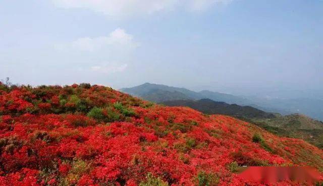 映山红也称作杜鹃花盛开在清明时节客家人也称之为清明花映山红岭上开