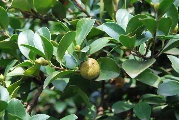 产业扶贫一县一业推介南康区油茶产业