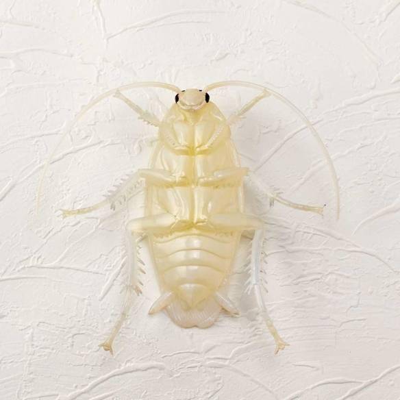 传说中南方蟑螂日本模型厂推出新惊异部屋扭蛋