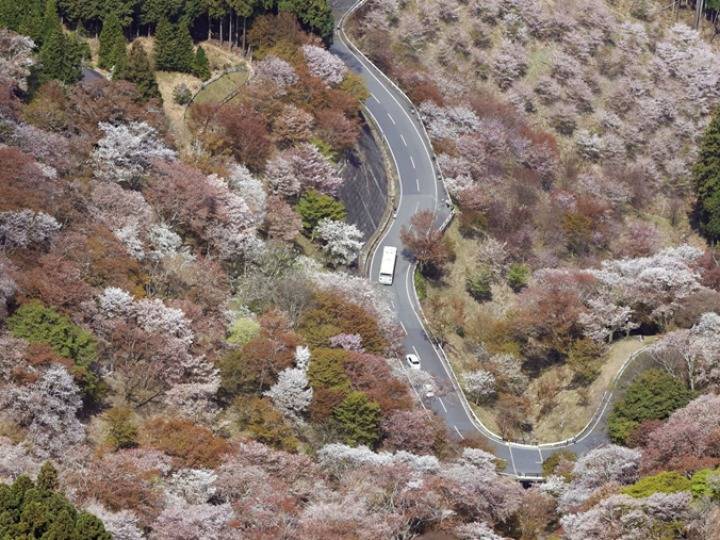 日本奈良吉野山樱花盛放