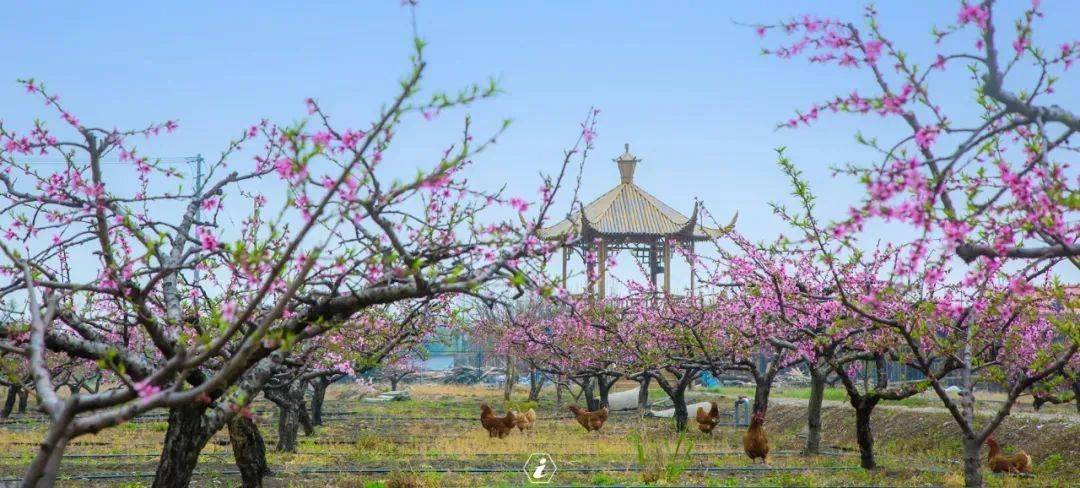 春游江苏 云上赏花 | 啊,被苏州"撩"到了!