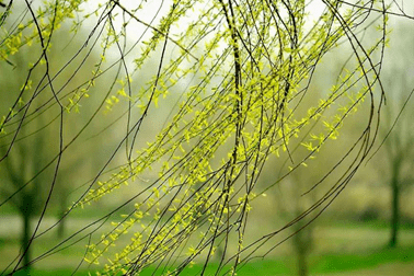 清明时节,"雨纷飞"or"雨滂沱"?