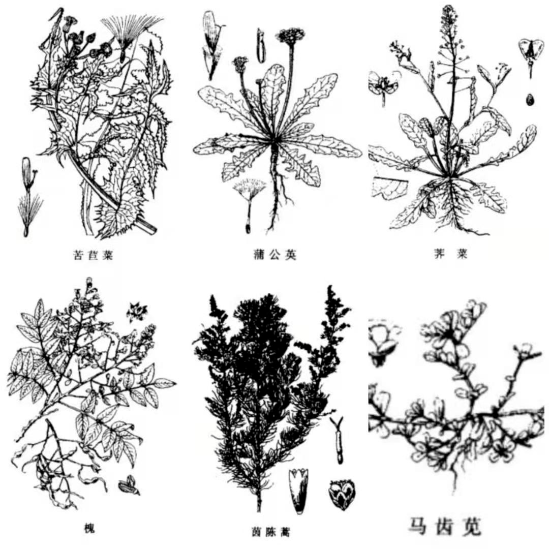 春日野菜的正确打开方式这样吃更营养健康