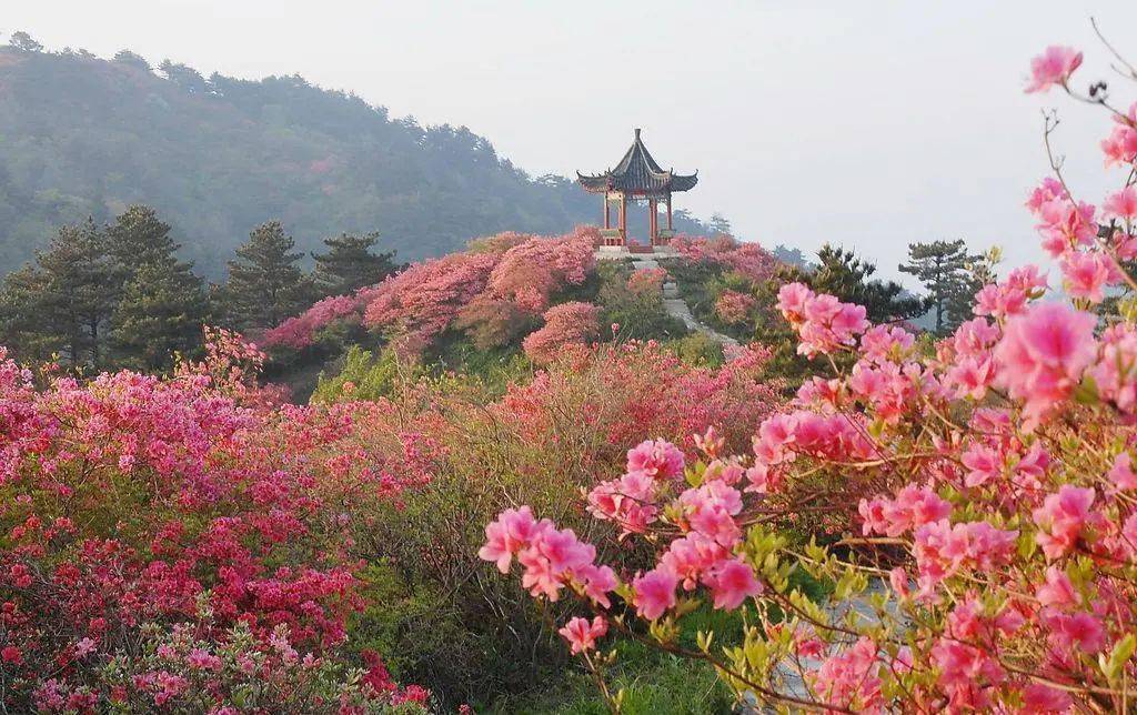 漫山遍野花似锦 杜鹃盛放待君来|浙江·柯桥杜鹃文化旅游节邀您来打卡