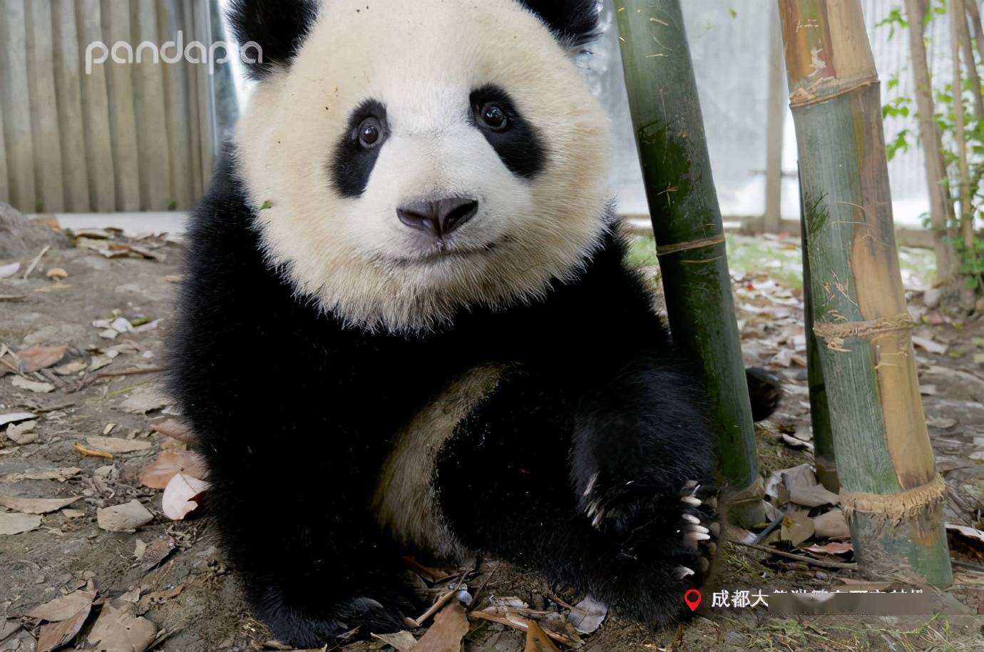 出彩滚滚大熊猫来给你们的生活加糖啦