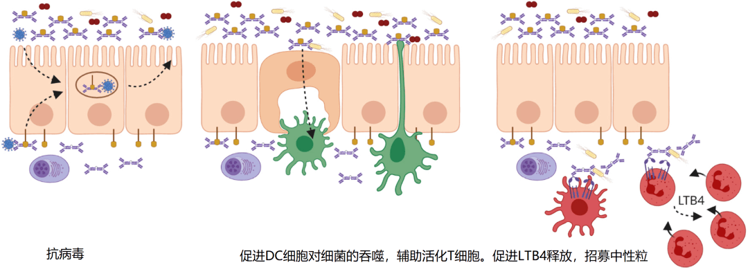 iga:黏膜抗感染免疫与炎症性疾病