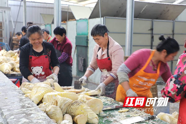 双牌:竹笋加工忙 村民喜增收