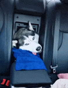 爆笑gif图:小姐姐,你这身衣服多少人羡慕啊