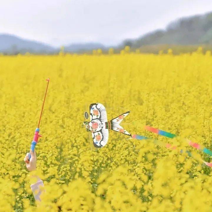 广阳岛,花开的地方
