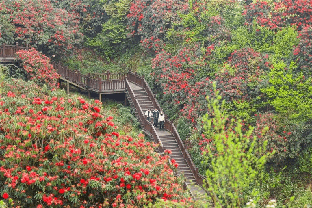 摄/王雪峰 地址: 赫章县松林坡乡大梁子村 ||毕节百里杜鹃景区