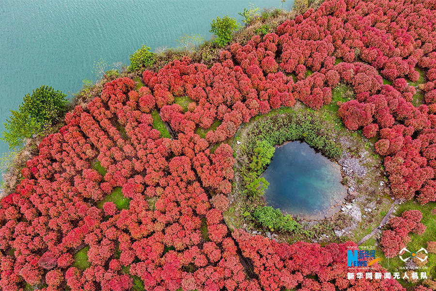 阿蓬江畔石楠红 春江两岸生态美