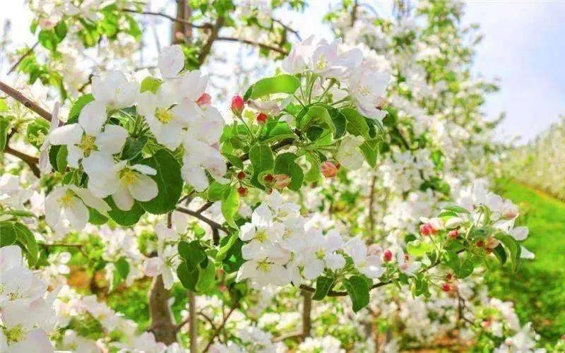 【头条】灵宝苹果花节盛大启幕!高清大图!