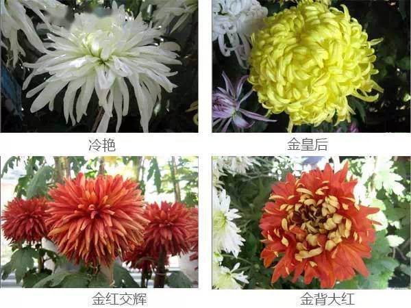 不同类型里的菊花又命名各种各样的品种名称.