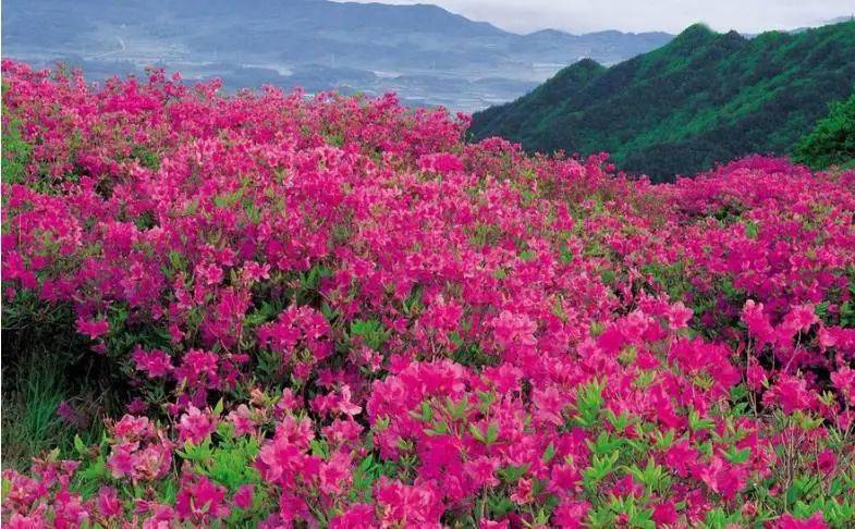 2021年炎陵县云上大院云锦杜鹃花节盛大开幕
