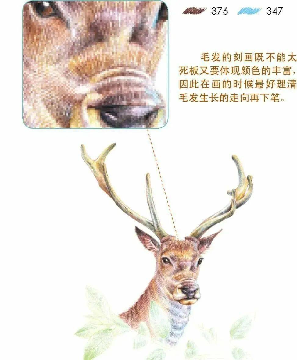 彩铅手绘| 灵动清新的驯鹿,彩色铅笔动物画教程_毛发