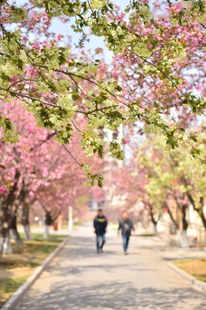 人间四月天最美赏樱时本周末耿丹学院最美樱花节等你来赏