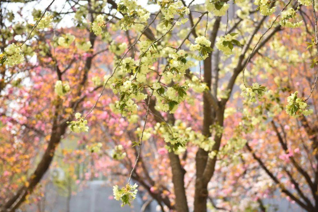 人间四月天最美赏樱时本周末耿丹学院最美樱花节等你来赏