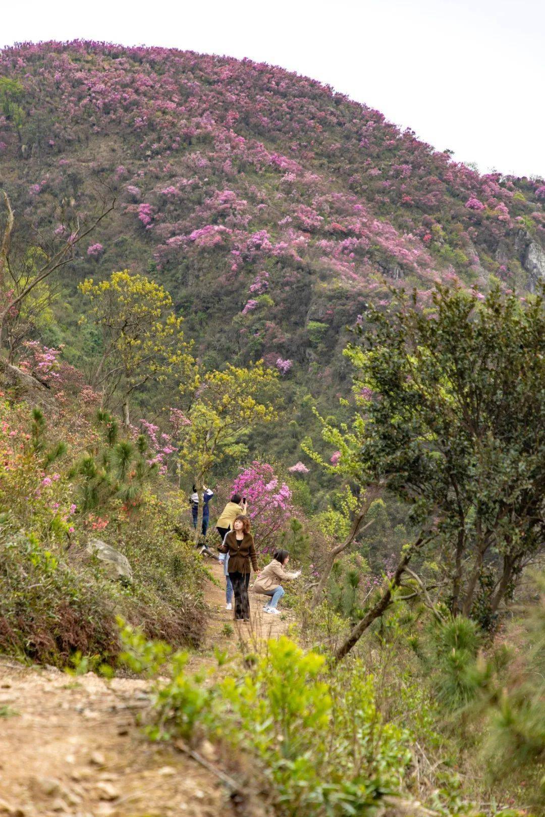 奉化金峨山满山遍野的杜鹃花如火焰般热烈,现在是赏花最佳期!