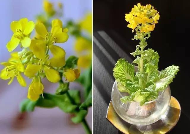 吃不完的菜就种在厨房里吧