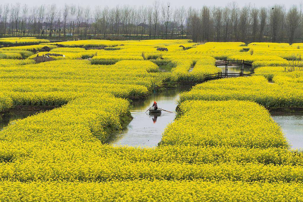 2020年3月29日,江苏泰州,兴化千垛油菜花景区.(来源:视觉中国)