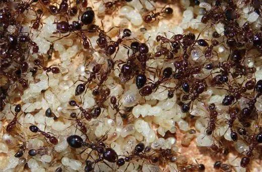 雄繁殖蚁,蚁后和工蚁;工蚁有2个腹柄节,在阳光下为亮棕红色