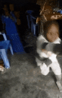 搞笑gif趣图:大姐,自己多重心里没点数吗?这下栽了吧