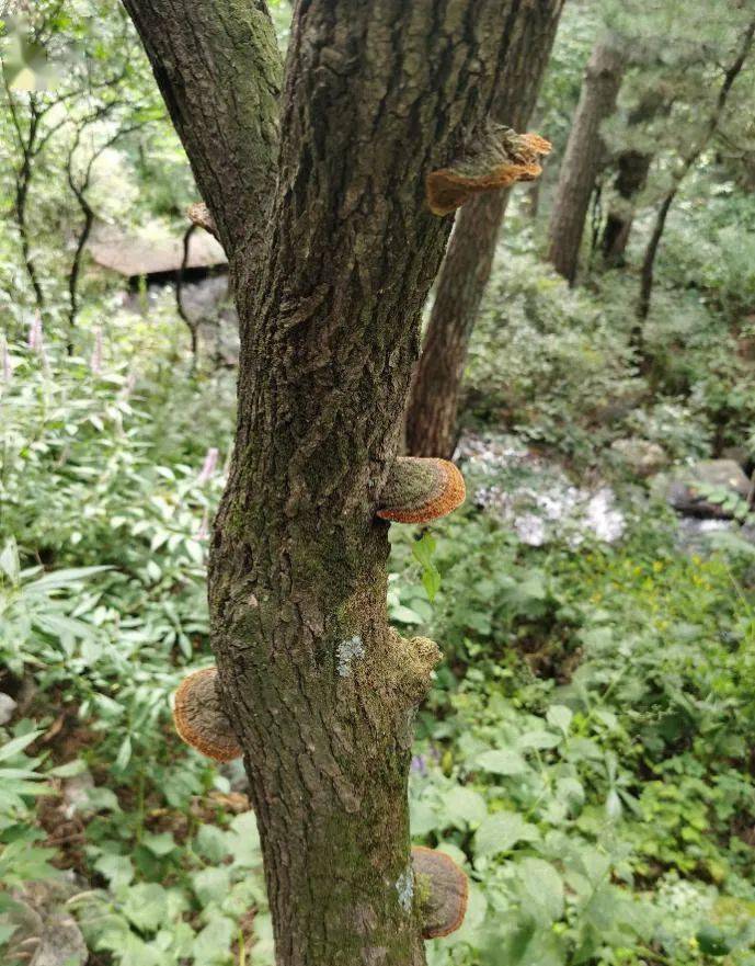 北京生物图鉴 | 鲍姆桑黄孔菌