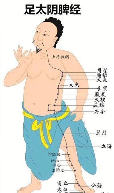 足太阴脾经 来自搜狐网