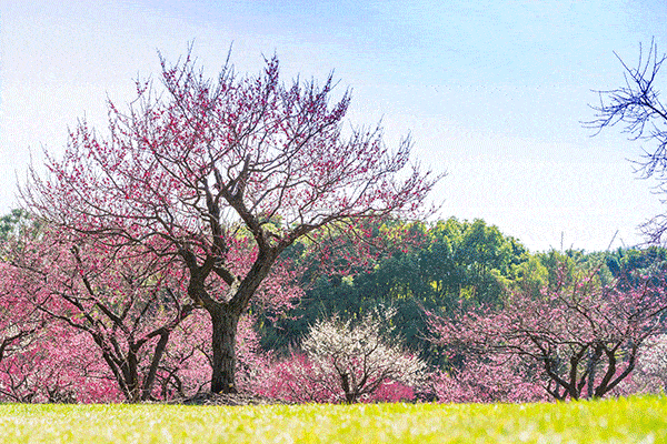 4.17世纪公园徒步踏青,遇见樱花,琼花,海棠,油菜花