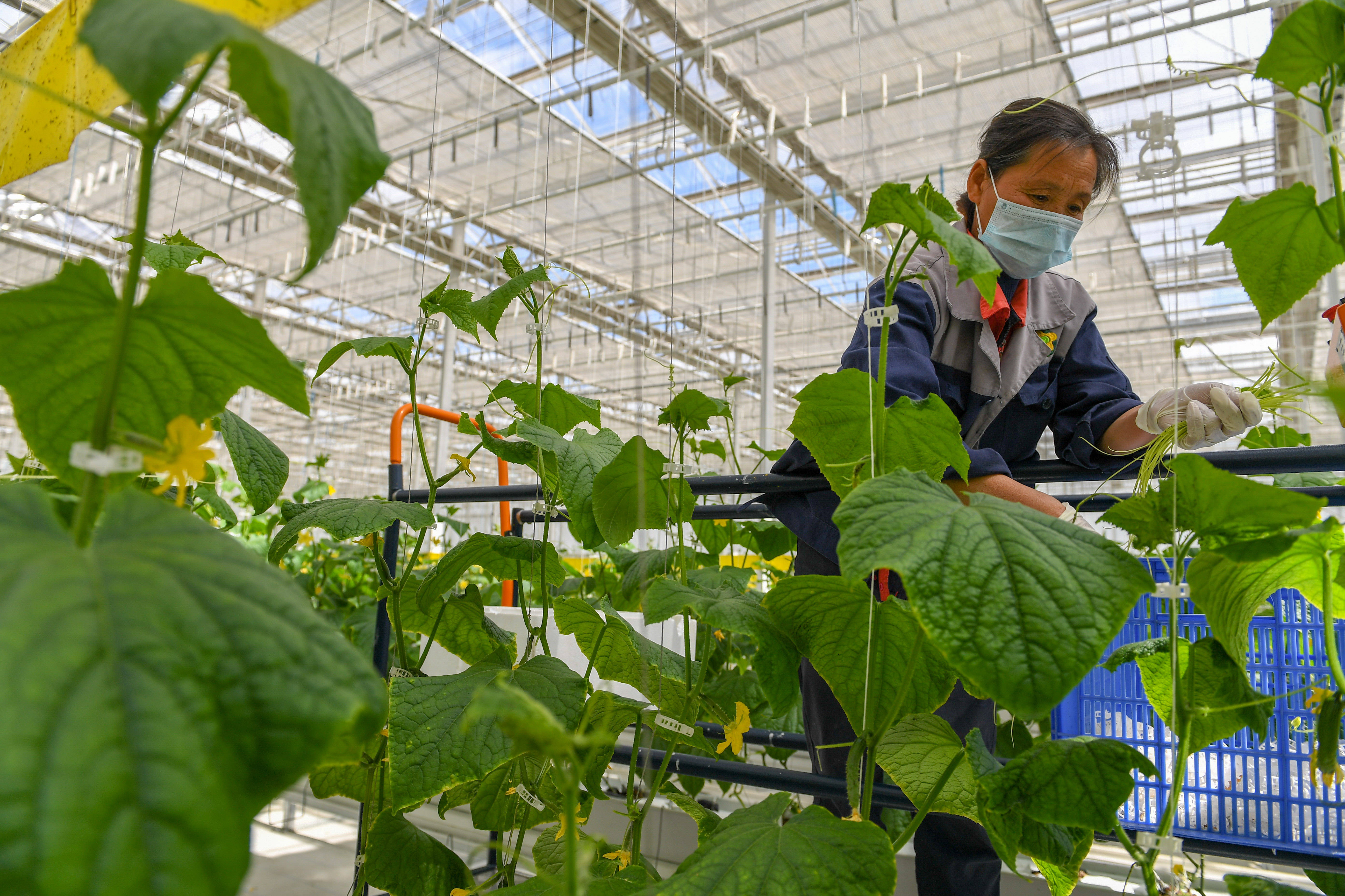 智慧农业"植物工厂:种菜不用土 产值超千万