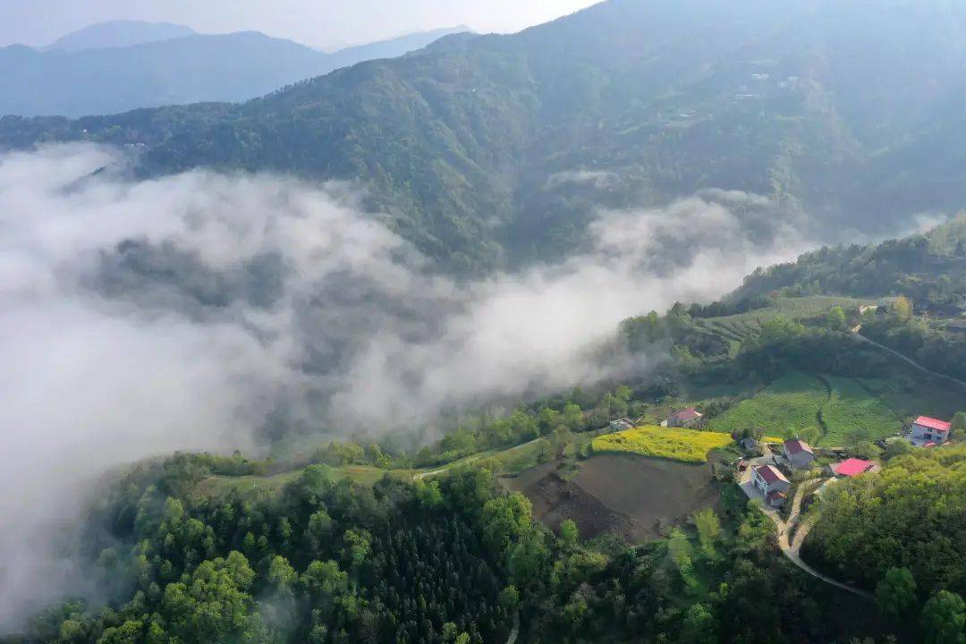云雾中的湖北省襄阳市保康县过渡湾镇茶庵村.