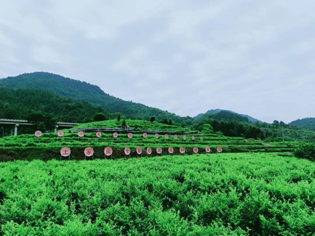 张家界莓茶种植基地