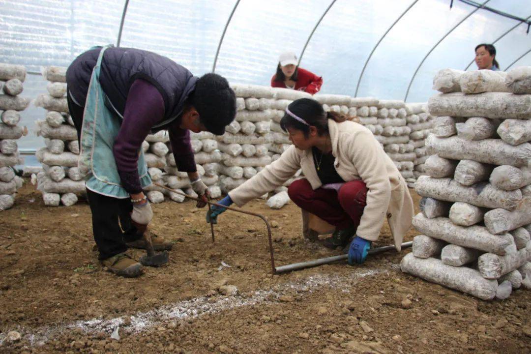 走进龙场镇营仓村香菇种植基地,技术人员正在指导群众固定支架,注重行