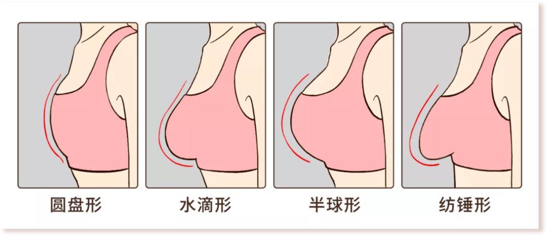 首先咱们来认识一下自己的胸,其实不是所有人的胸都长一个样,它还是