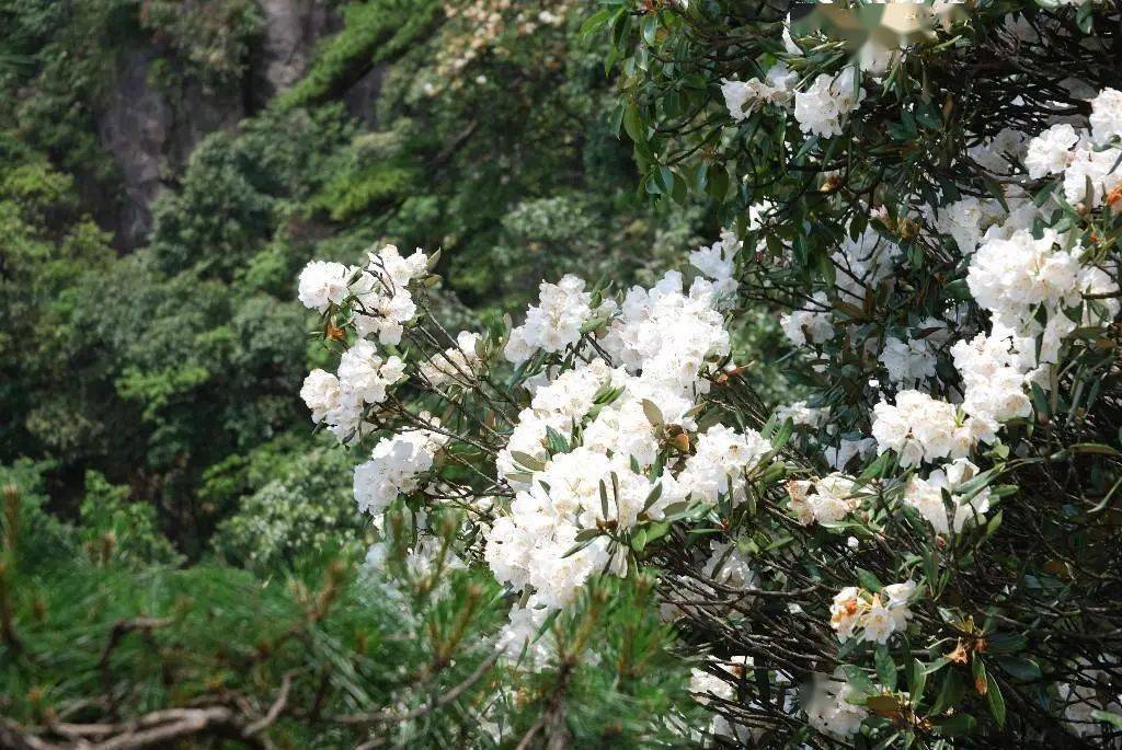 花花期更早到来~ 有猴头杜鹃,云锦杜鹃,红岩杜鹃, 映山红,白花杜鹃