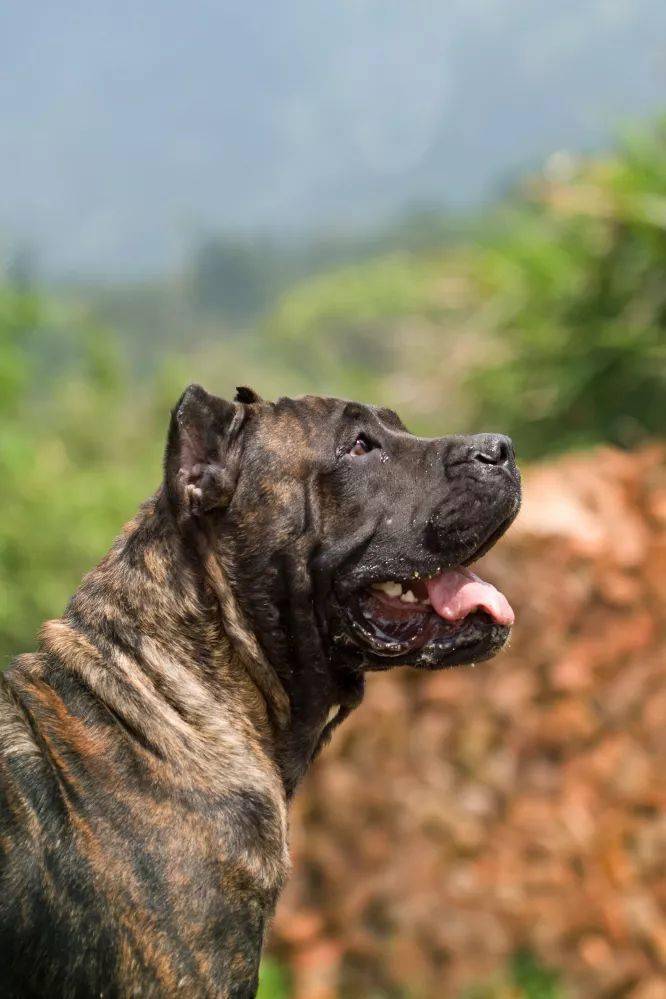 01 加纳利 加纳利犬,它是一种由斗犬大战而来的犬种,体型健硕头版厚重