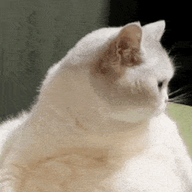 网红猫咪多宝猫咪表情包二十一