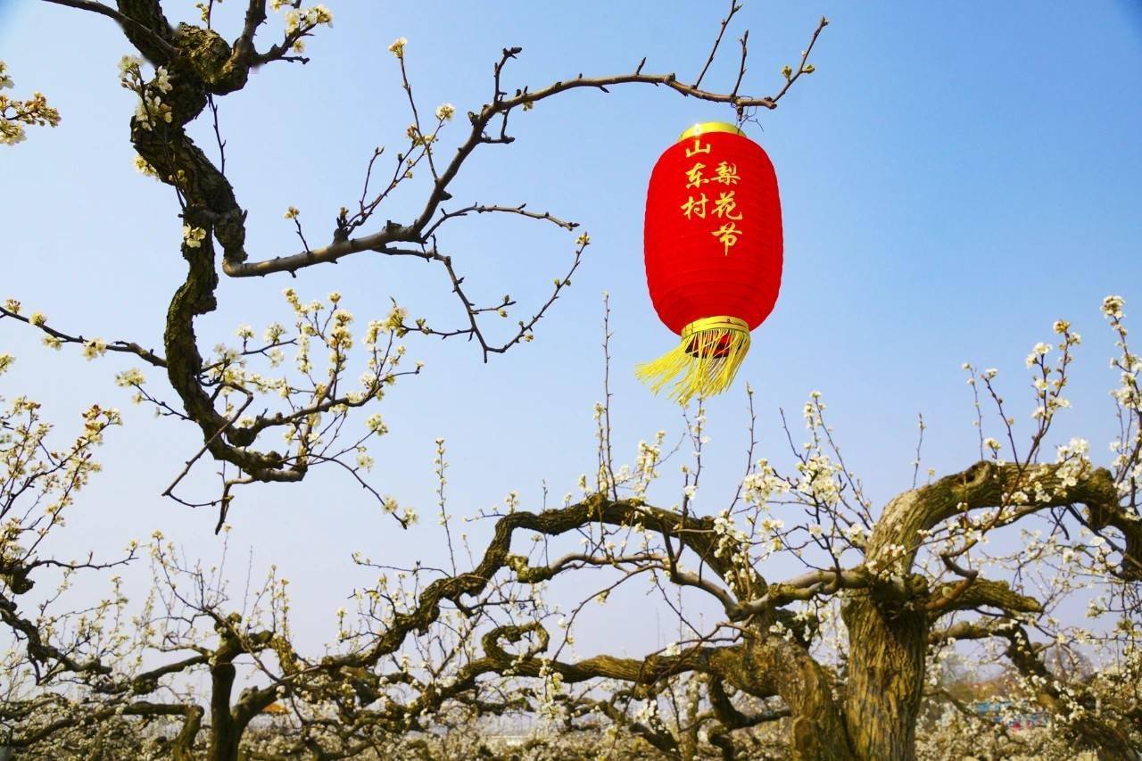 祝贺山东村梨花节今日开幕