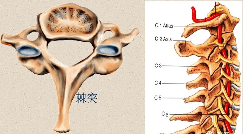 椎骨突起 (c7)3-7颈椎椎体上面外侧缘的椎体钩与相邻椎体形成钩椎关节