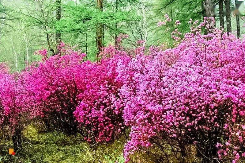 【徒步户外】1日|休闲喇叭沟门|高山杜鹃花海の穿越原始白桦林 休闲