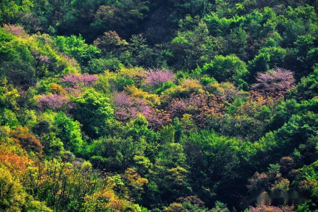 内乡县云露山:山花烂漫游人醉