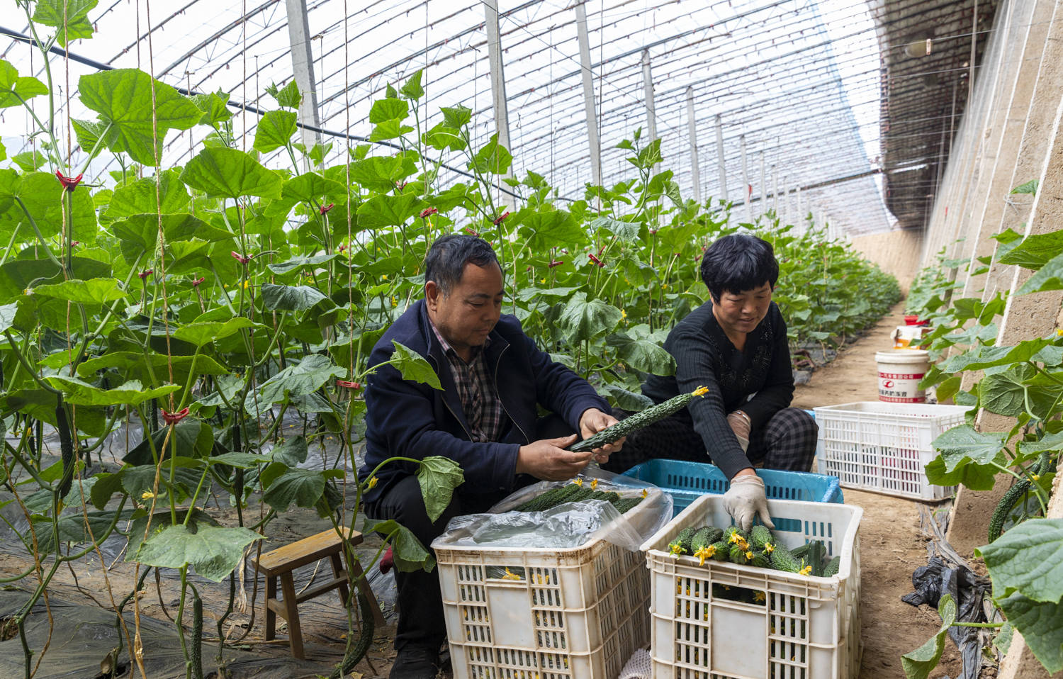 30亩土地上建起5栋日光温室大棚,39栋塑料大棚,主要种植有机盆栽蔬菜