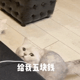 第79期喵表情丨面对猫的黑丝诱惑,我流口水了