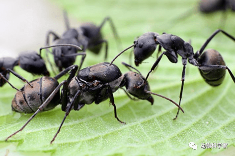 4月18日两种毒性最强的巨型蚂蚁被走私入境_牛头