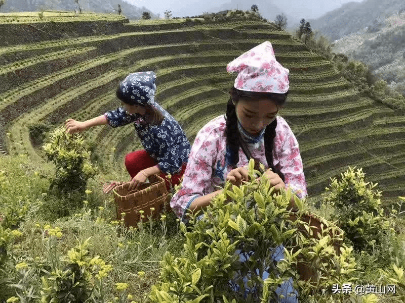 歙县蜈蚣岭村:梯地茶叶采摘忙