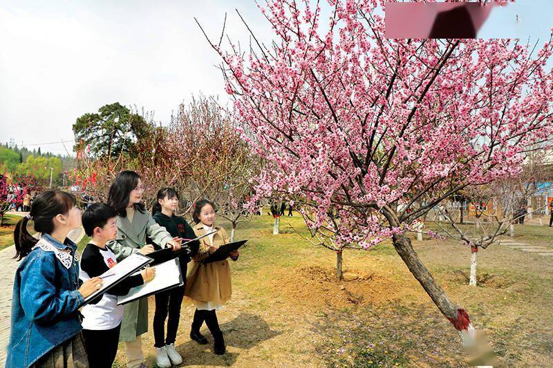 阳泉郊区桃林沟的桃花竞相绽放吸引市民前来踏青赏花拍照留影