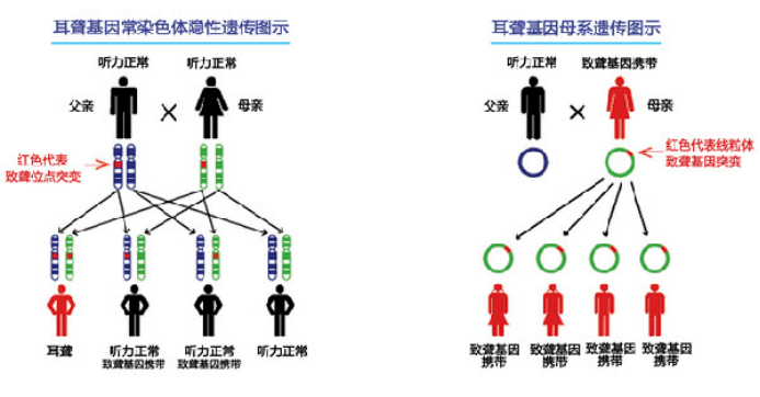 爱要让你听见-关注耳聋基因筛查_检测