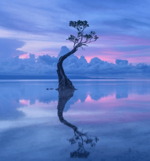 虽然仅仅是一棵树, 又彷佛不是一棵树.